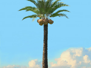 summer trees x21 3D Model
