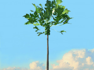 summer trees x21 3D Model