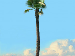 summer trees x21 3D Model