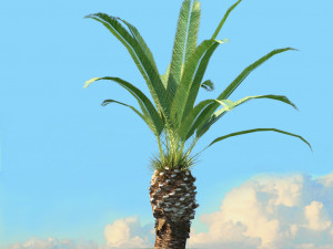 summer trees x21 3D Model