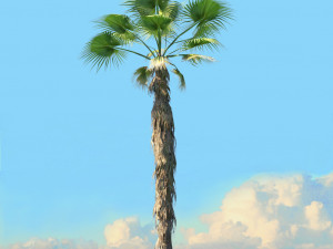 summer trees x21 3D Model