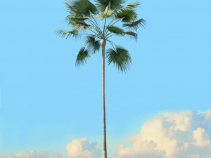 summer trees x21 3D Model