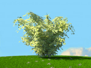 summer trees x21 3D Model