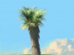 summer trees x21 3D Model
