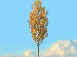 fall trees x11 3D Model