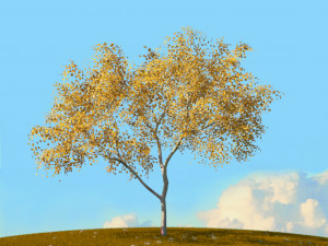 fall trees x11 3D 模型