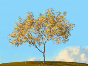 fall trees x11 3D Model
