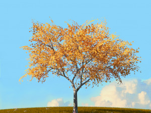 fall trees x11 3D 模型