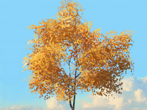 fall trees x11 3D 模型