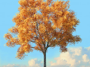 fall trees x11 3D 模型