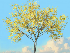 fall trees x11 3D 模型