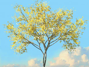 fall trees x11 3D Model