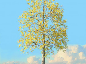 fall trees x11 3D 模型