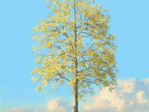 fall trees x11 3D Model