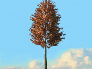 fall trees x11 3D 模型