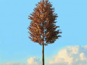 fall trees x11 3D Model