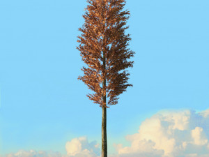 fall trees x11 3D 模型
