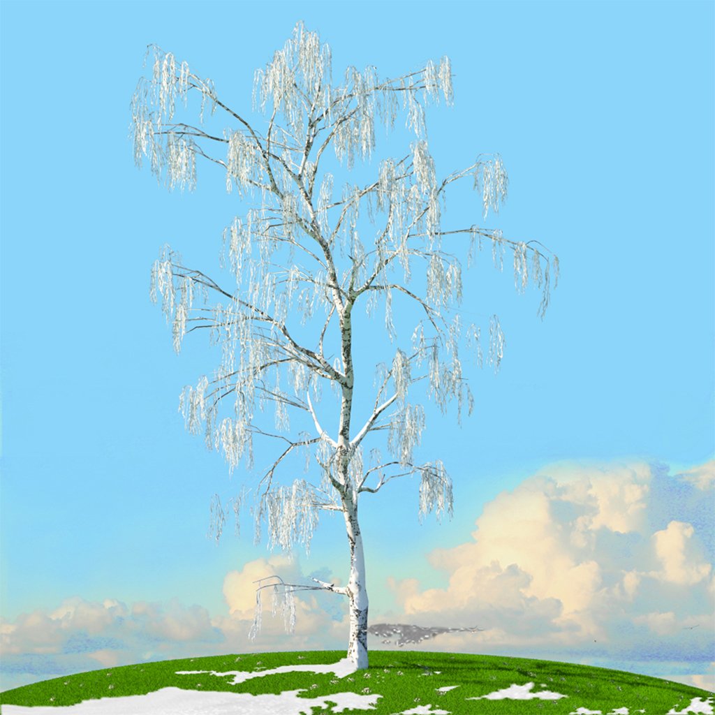 Spring 3d model. Зима деревья березы вертикальные. Winter Trees 3d models.