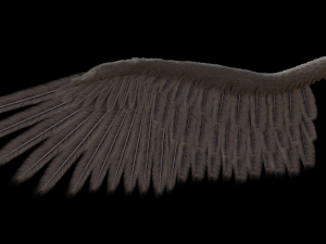 wing blender low-poly Modelo 3D
