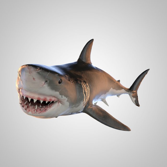 shark blender animation free 3D model animated
