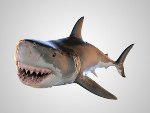 animated white shark 3D Модель