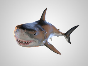 animated white shark 3D Model