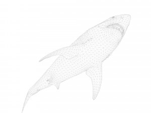 animated white shark 3D Model