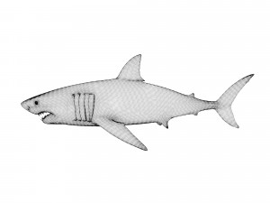 animated white shark 3D Model