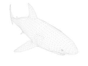 animated white shark 3D Model