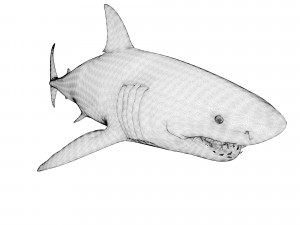 animated white shark 3D Model
