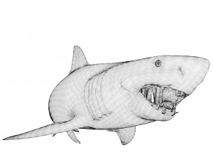 animated white shark 3D Model