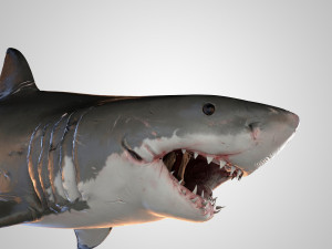animated white shark 3D Model