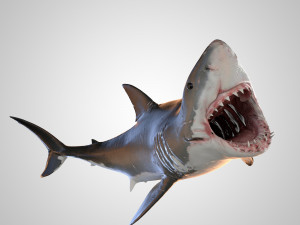 animated white shark 3D Model