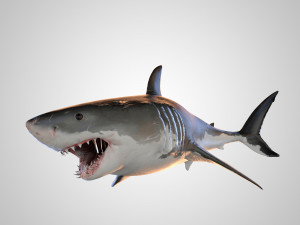 animated white shark 3D Model