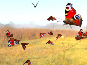 vlinders animatie 3D Model