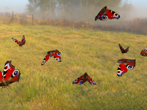 butterflies animation Modello 3D