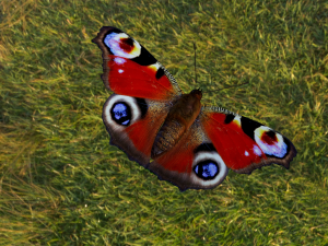 butterflies animation Modello 3D