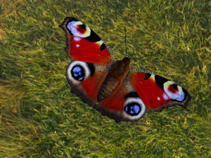 butterflies animation 3D Model