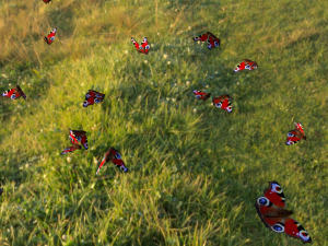 butterflies animation Modello 3D