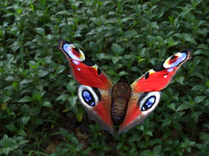 butterflies animation 3D Model