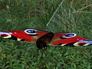 butterflies animation Modello 3D