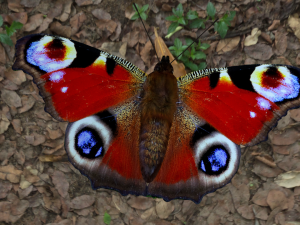 butterflies animation Modello 3D