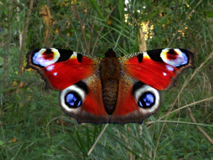butterflies animation 3D Model