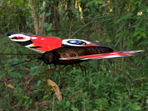 butterflies animation Modello 3D