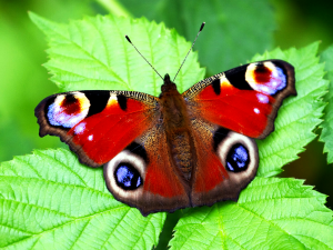 butterflies animation Modello 3D
