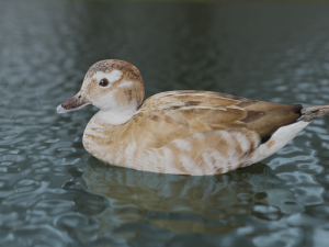 hunting duck 3D मॉडल