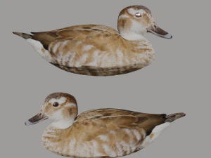 hunting duck 3D Model