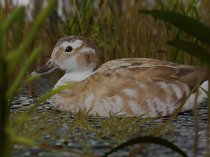 hunting duck 3D Model