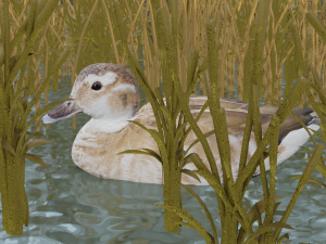 hunting duck 3D Model