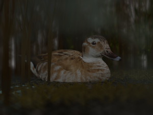 hunting duck 3D Model